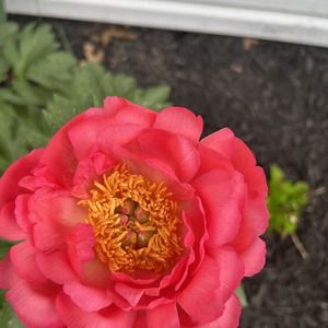 Meet your Posher, Jane